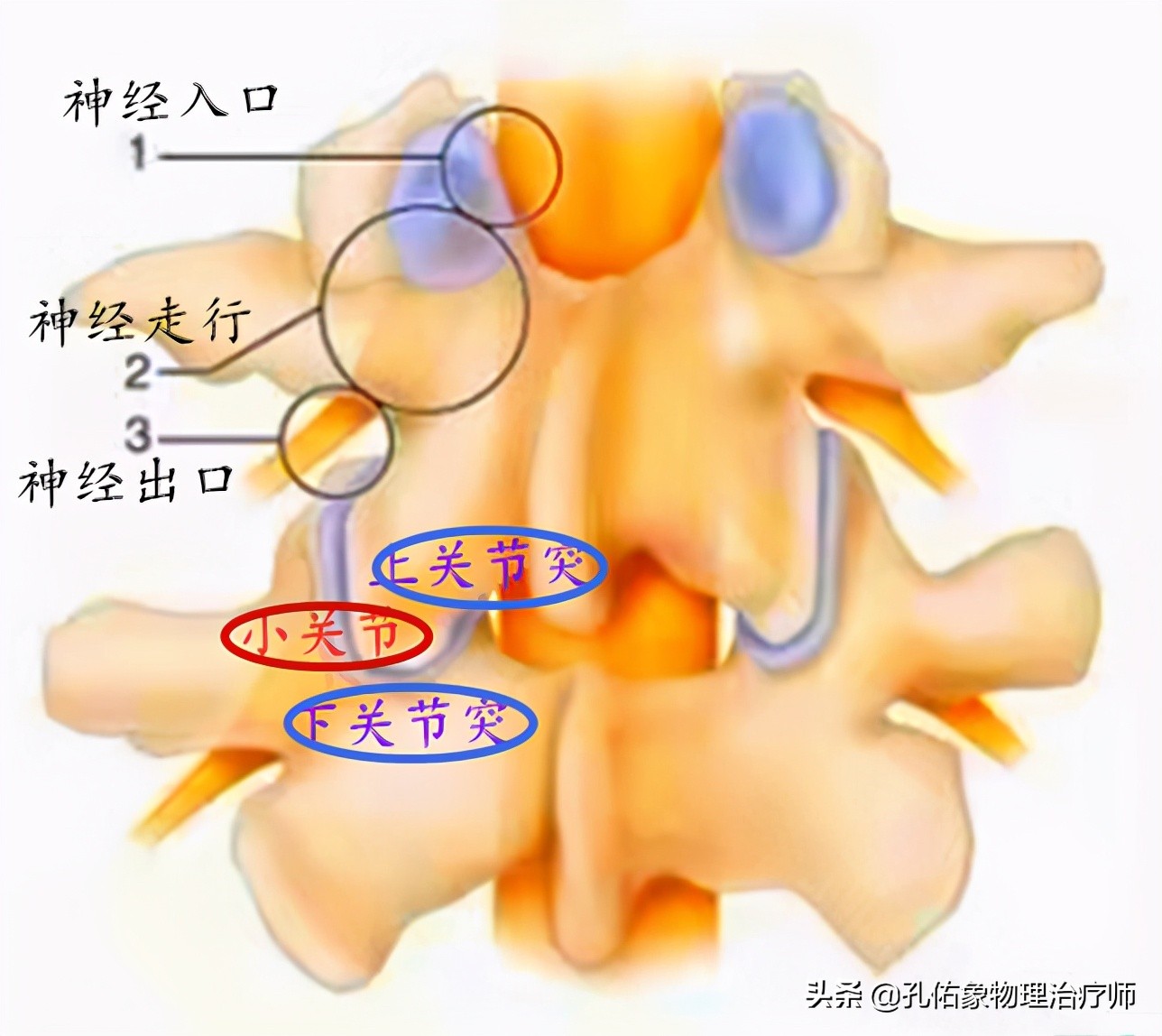 后背疼前胸胸椎也疼_胸椎 前胸后背疼_前胸后背椎痛