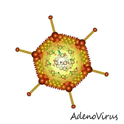 简述病毒分离培养方法_分离病毒常用的方法_呼吸道合胞病毒/分离和提纯