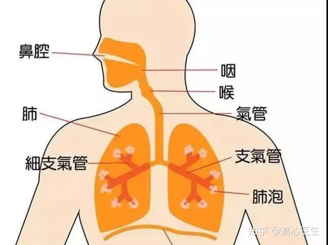 咳白痰是肺癌的前兆吗_咳白痰是肺癌_咳嗽白痰肺癌