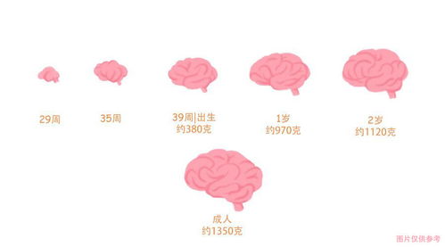 发育最晚的系统,揭秘人体发育最晚的系统——生殖系统