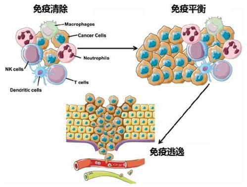 感冒 免疫系统,揭秘身体对抗病毒的防线