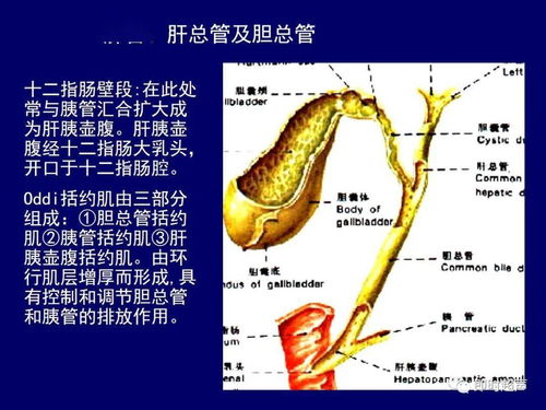 肝部系统,肝部系统功能与疾病概览