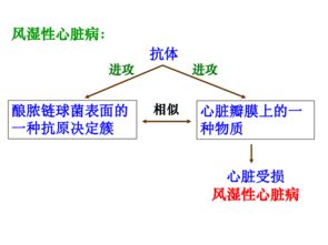 高三免疫系统,免疫系统的构成与功能概述