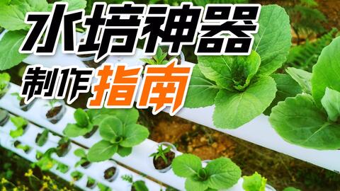 蜂菜共生系统,自然和谐共生的农业新模式