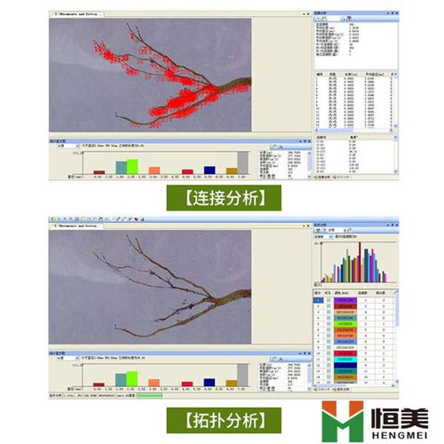 根系扫描分析系统,植物根系形态与生长研究的新利器