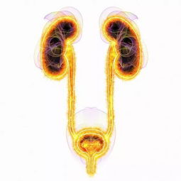 防止泌尿系统逆行感染,全方位守护泌尿健康