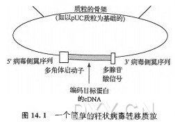 杆状病毒表达系统,真核蛋白高效表达的革命性平台