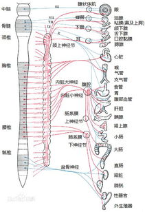 副神经节系统,副神经节系统肿瘤的病理特征与临床意义