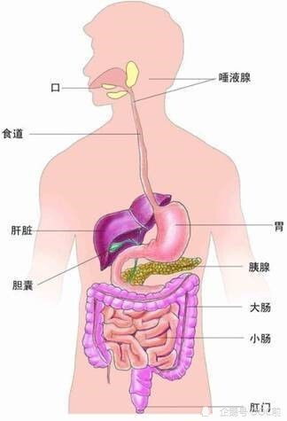 肛门属于什么系统,揭秘人体消化系统的关键门户