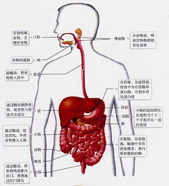 概括消化系统,人体营养吸收的奥秘之门