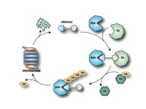 泛素-蛋白酶体系统,细胞内蛋白质降解的关键调控机制