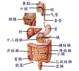 复检消化系统,深度解析健康防线