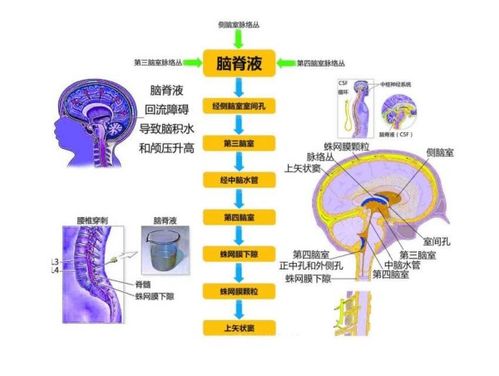 肝肠循环系统,药物代谢与生物转化的关键循环机制