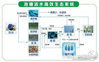 浮游养殖系统,绿色高效的未来水产养殖解决方案