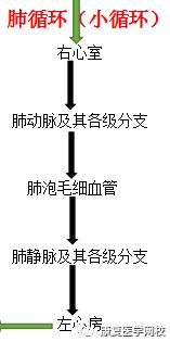 肺循环系统,气体交换与血液氧合的生理过程