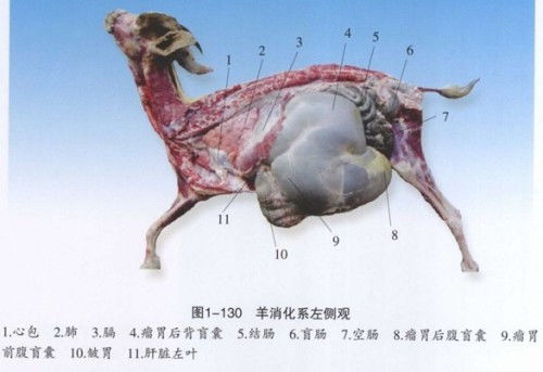 反刍动物的消化系统,结构、功能与营养消化生理特点解析