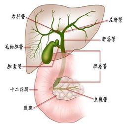 肝胆系统疾病,病因、症状、诊断与治疗全面解析