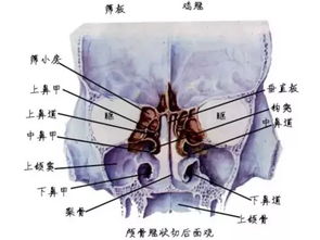 凤凰系统解剖学,凤凰创壹兽医VR仿真教学实训系统革新解剖学习体验