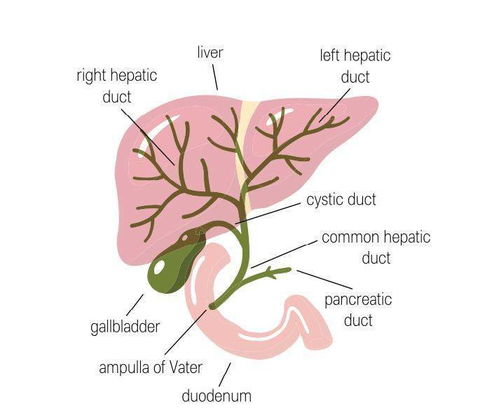 肝外胆道系统,结构、功能与疾病解析